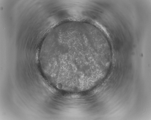 X0000088570065200706151657