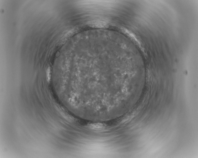 X0000088570069200706151657