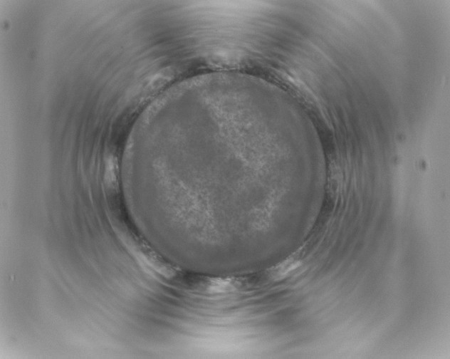 X0000088570130200706151656