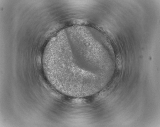 X0000088570375200706151652