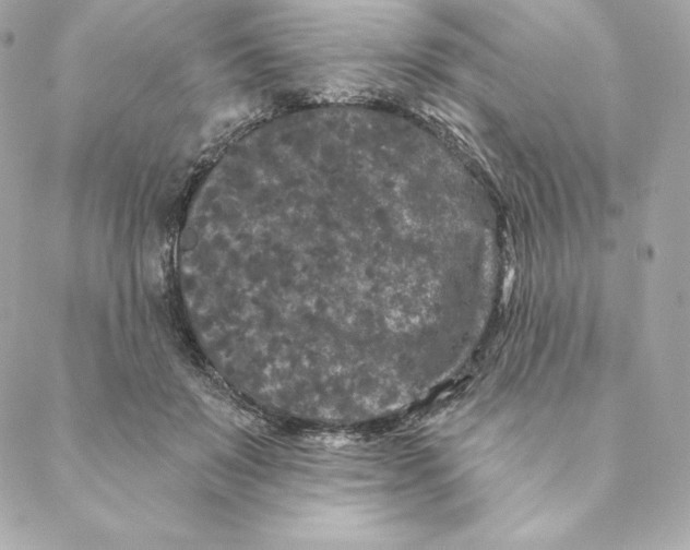 X0000088570503200706151650