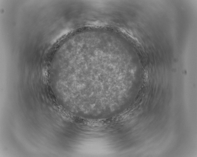 X0000088571254200706151638