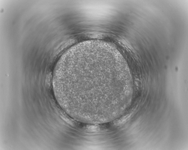 X0000088570325200706221258
