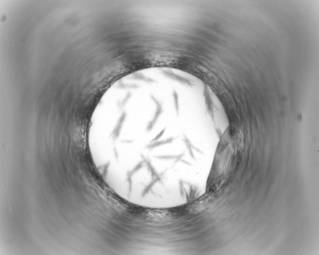 X0000088570666200706221253