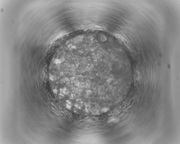 X0000088571063200706221246