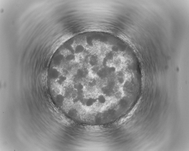 X0000088571121200706221244