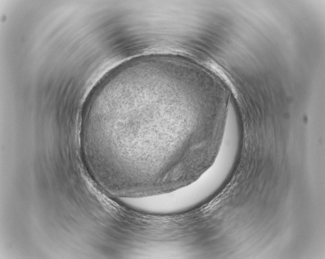 X0000088571124200706221244