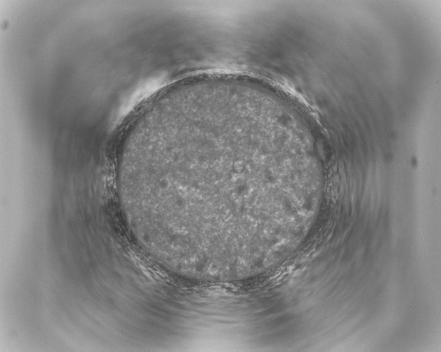 X0000088571255200706221243