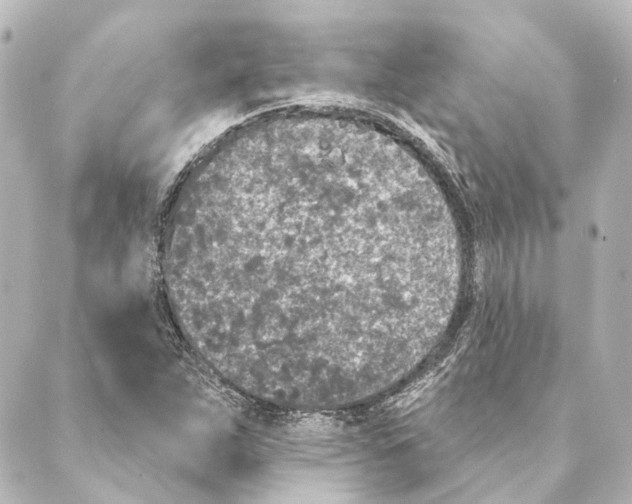 X0000088571263200706221242