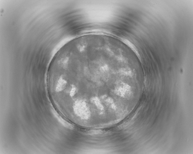 X0000088571482200706221239