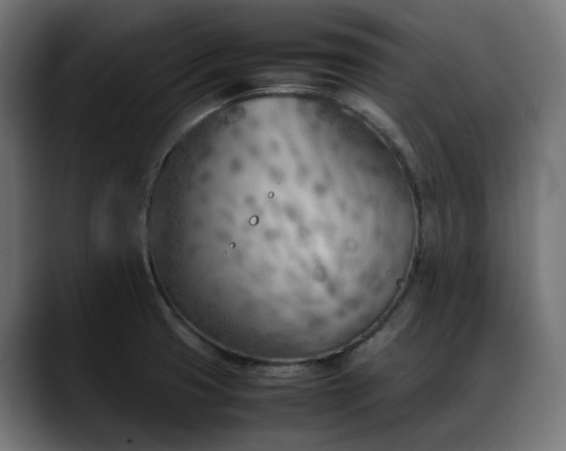X0000088581425200705251129