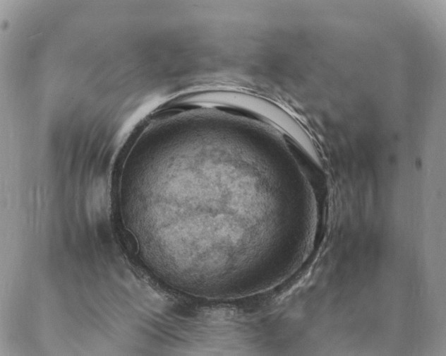 X0000088580200200706011121