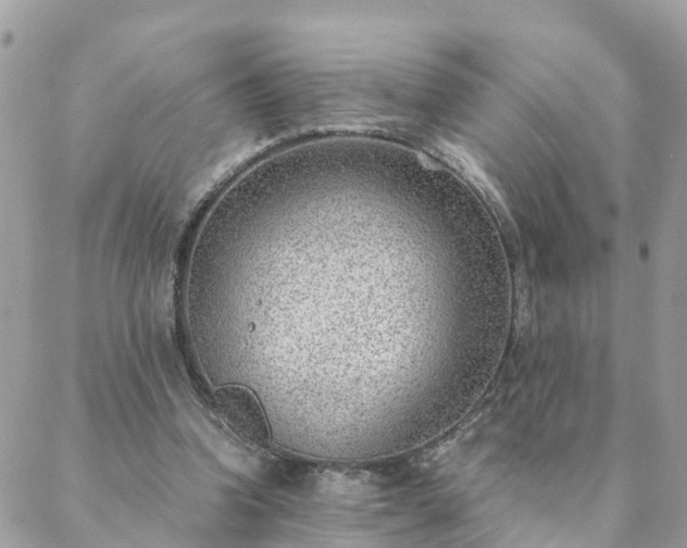 X0000088580346200706011118