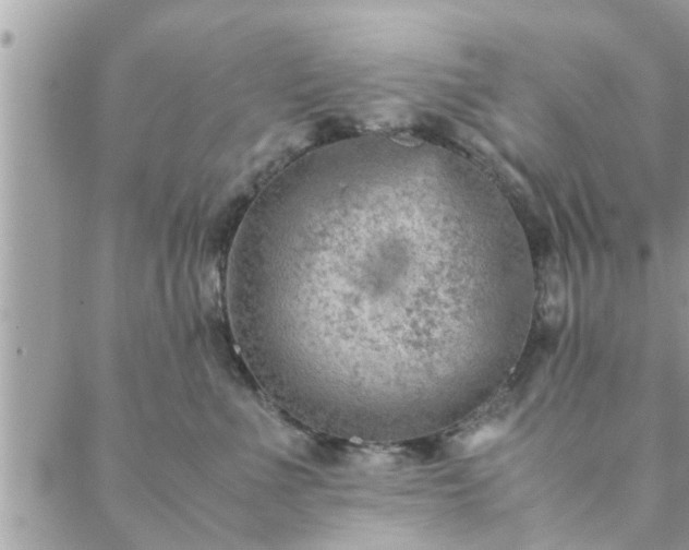 X0000088580523200706011116