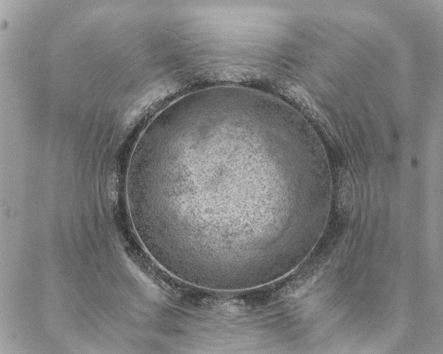 X0000088580683200706011113