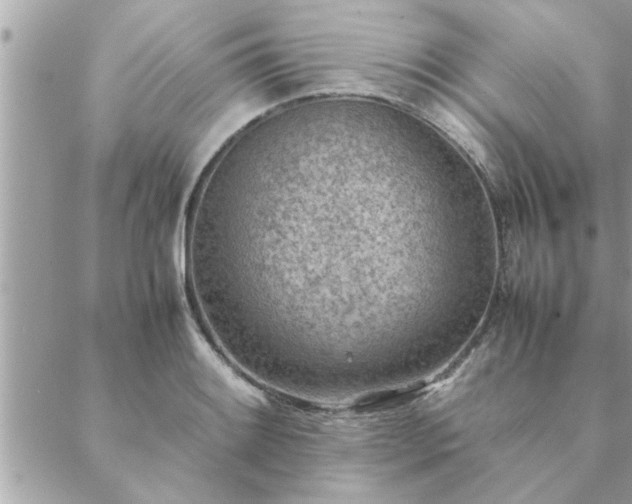 X0000088581084200706011107