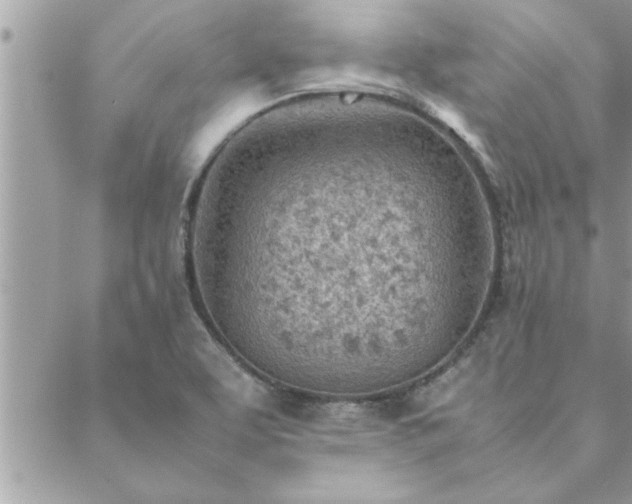 X0000088581463200706011100