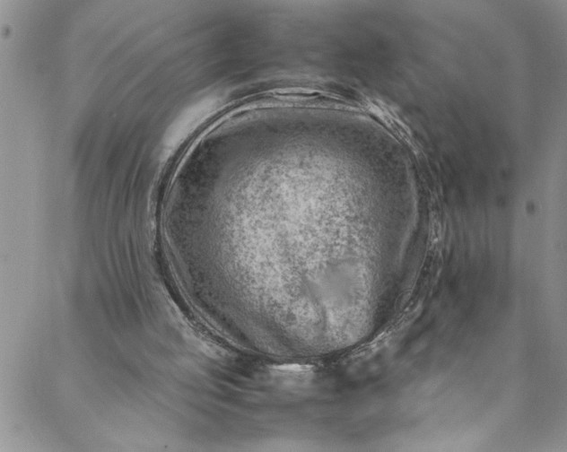 X0000088580053200706081133