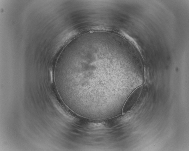 X0000088580061200706081133