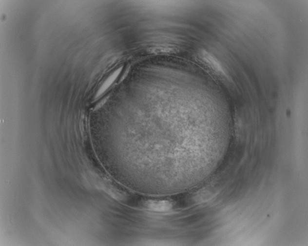 X0000088580169200706081132