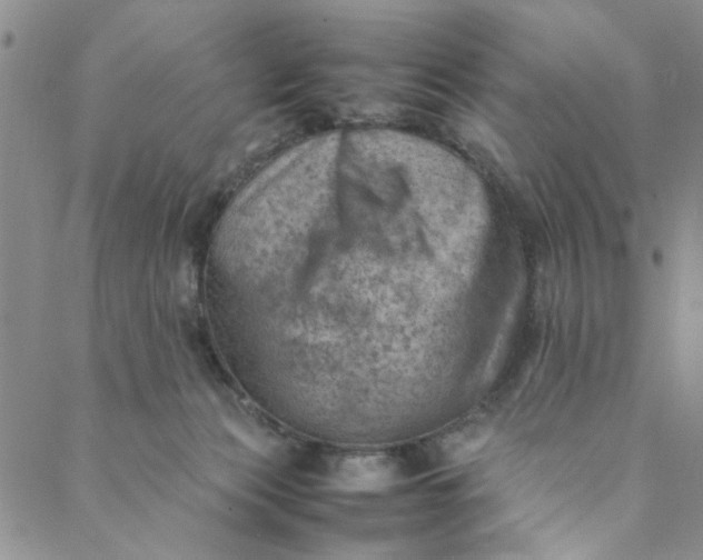 X0000088580173200706081132