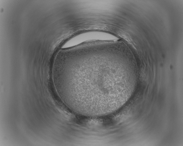 X0000088580303200706081130