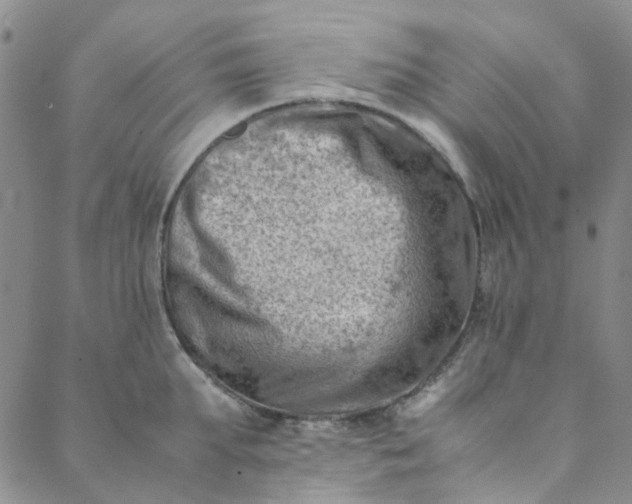 X0000088580903200706081120