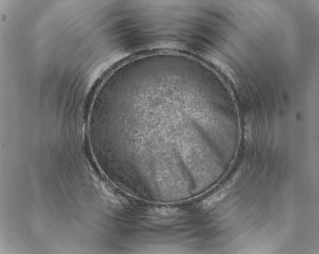 X0000088581117200706081116