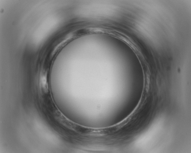 X0000088581198200706081115