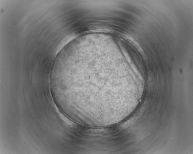 X0000088581425200706081111