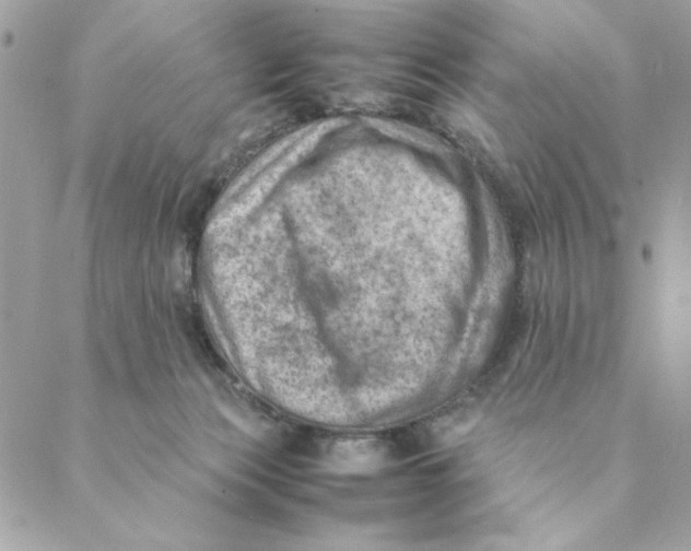 X0000088580173200706151720