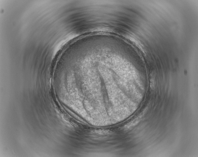 X0000088581117200706151704