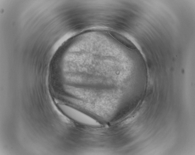 X0000088581245200706151703