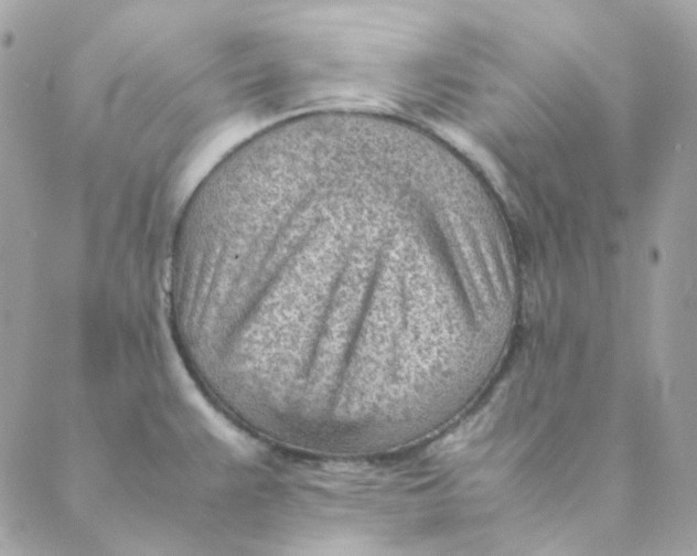 X0000088581383200706151700