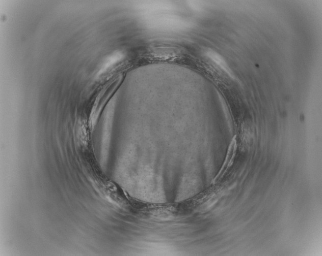 X0000088581394200706151700