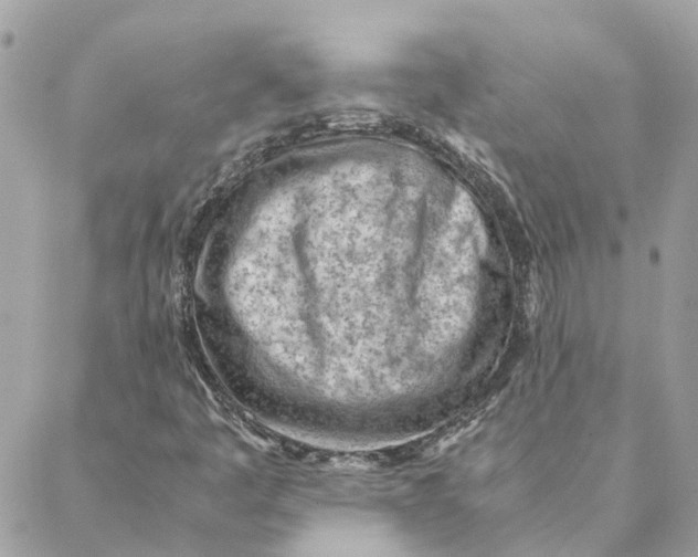 X0000088581445200706151659