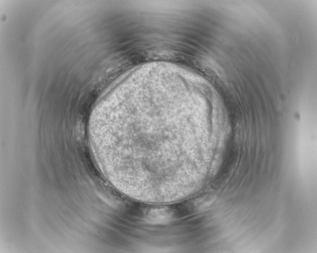 X0000088580173200706221325