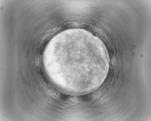 X0000088580423200706221321