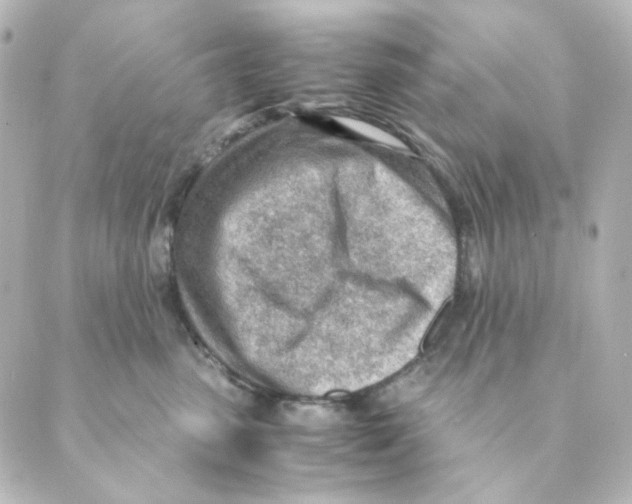 X0000088580475200706221321