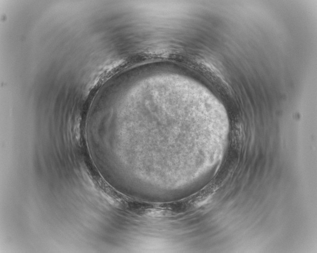 X0000088580504200706221319