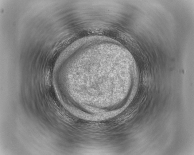 X0000088581060200706221310