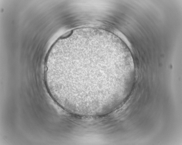 X0000088581099200706221310