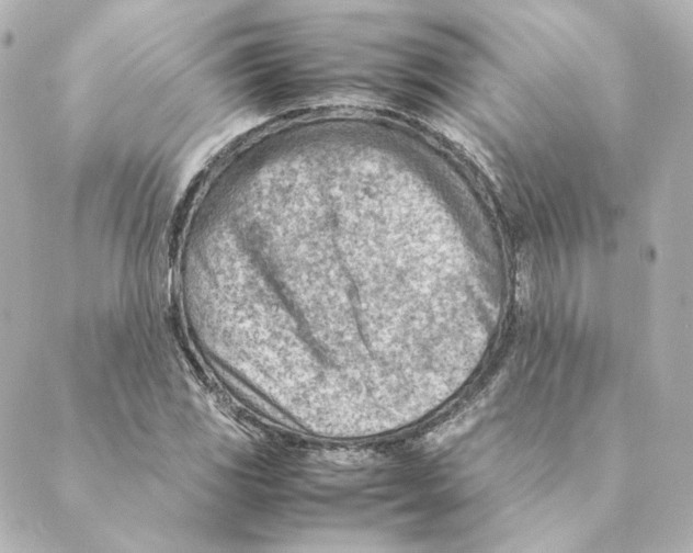 X0000088581117200706221309