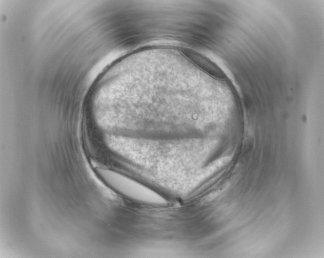 X0000088581245200706221308