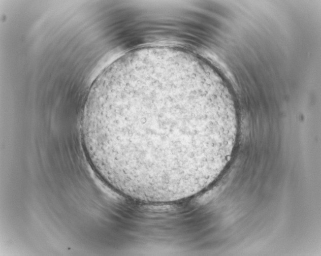 X0000088581425200706221305