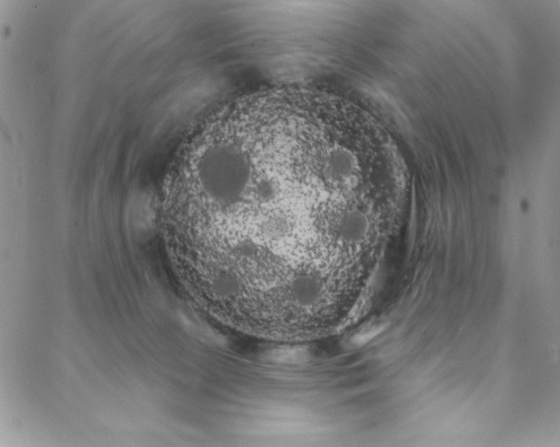 X0000088590081200705251200