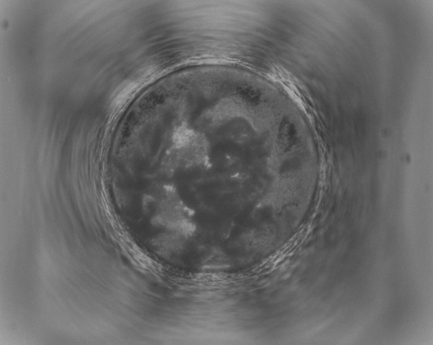 X0000088590145200705251158