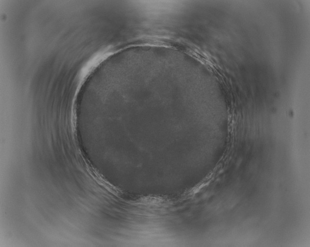 X0000088590294200705251156