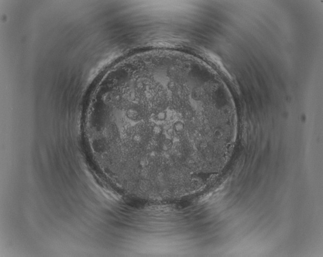 X0000088590299200705251156