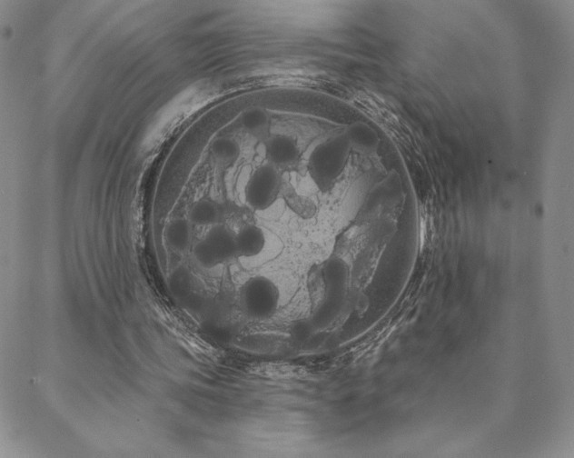 X0000088590339200705251154